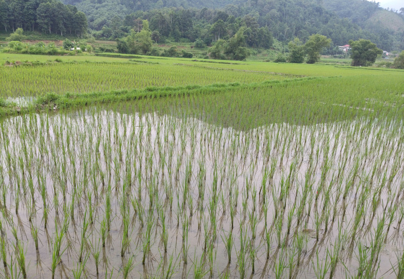 TIẾT KIỆM CHI PHÍ – TĂNG HIỆU QUẢ: MÔ HÌNH LUÂN CANH BÍ XANH THƠM VÀ LÚA NƯỚC Ở MIỀN NÚI
