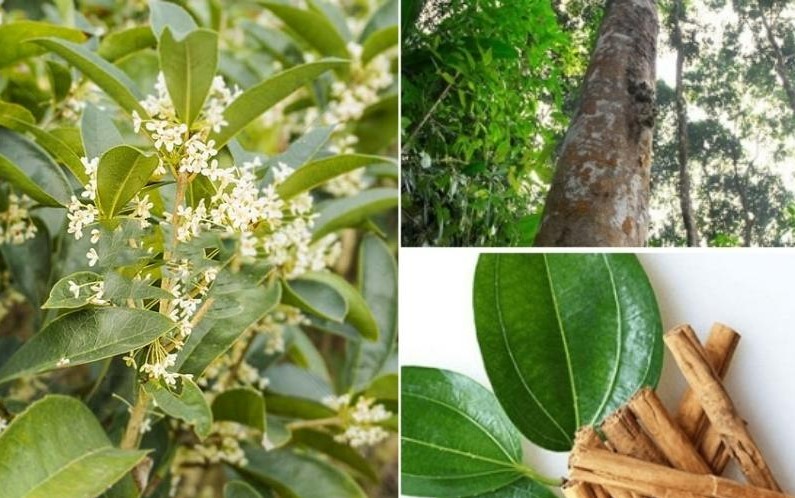 HTX Quế Dược liệu Hưng Thịnh